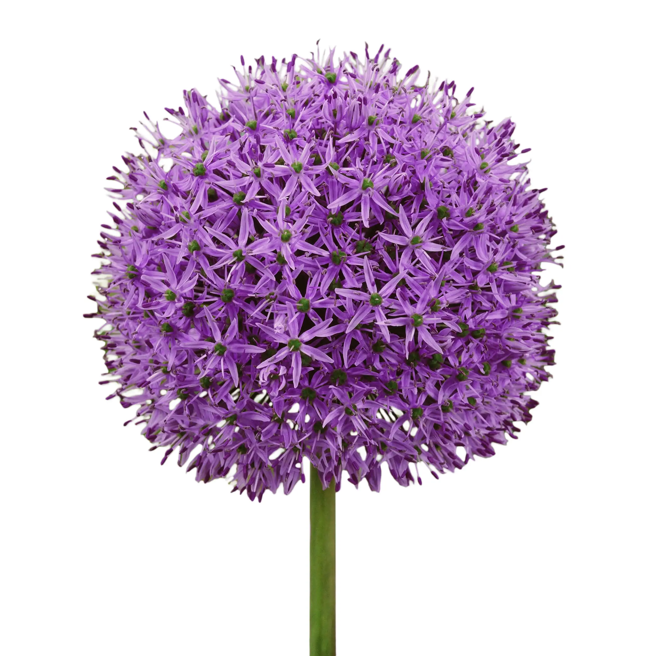Purple Allium Gladiator Flower Bulbs The Bulb Farmers purple-allium-gladiator-flower-bulbs-the-bulb-farmers